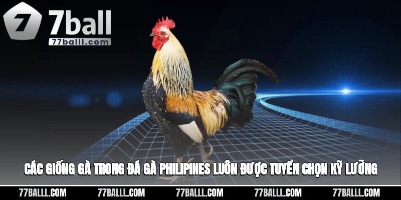Các giống gà trong đá gà Philipines luôn được tuyển chọn kỹ lưỡng