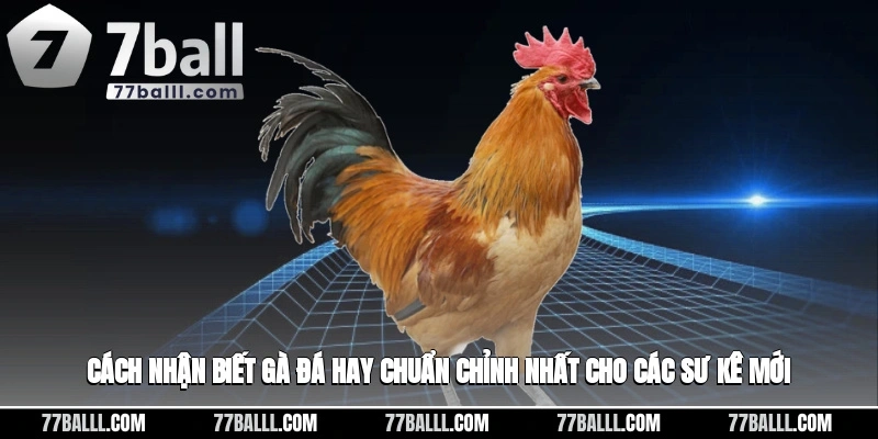 Cách Nhận Biết Gà Đá Hay Chuẩn Chỉnh Nhất Cho Các Sư Kê Mới