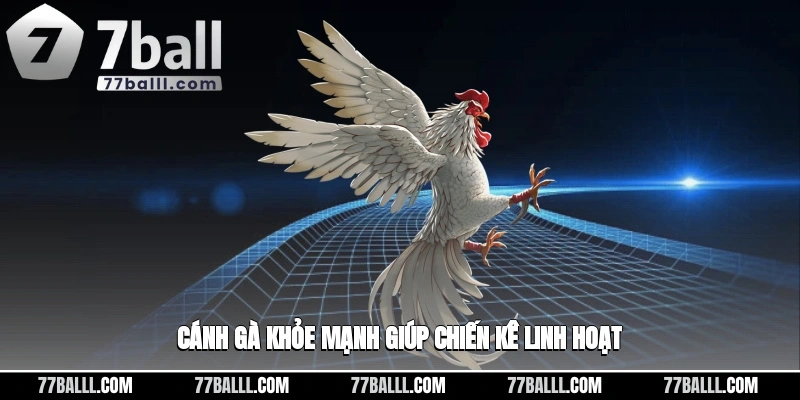 Cánh gà khỏe mạnh giúp chiến kê linh hoạt