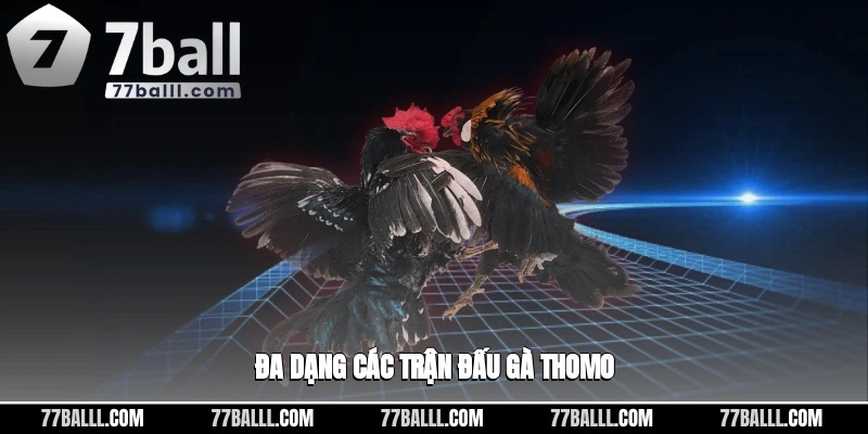 Đa dạng các trận đá gà trực tiếp Thomo