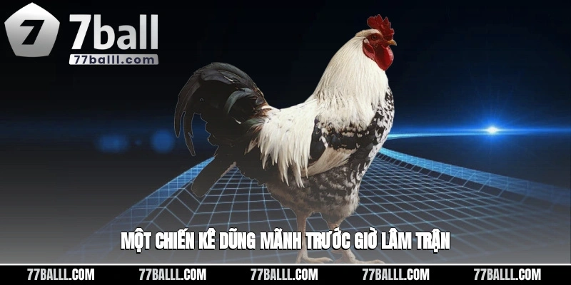 Một chiến kê dũng mãnh trước giờ lâm trận