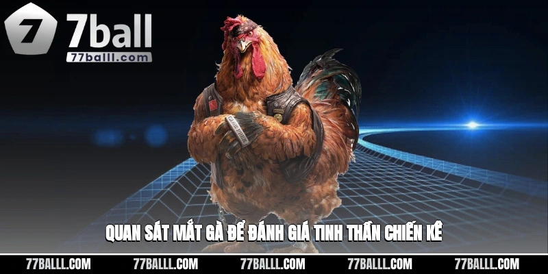 Quan sát mắt gà để đánh giá tinh thần chiến kê